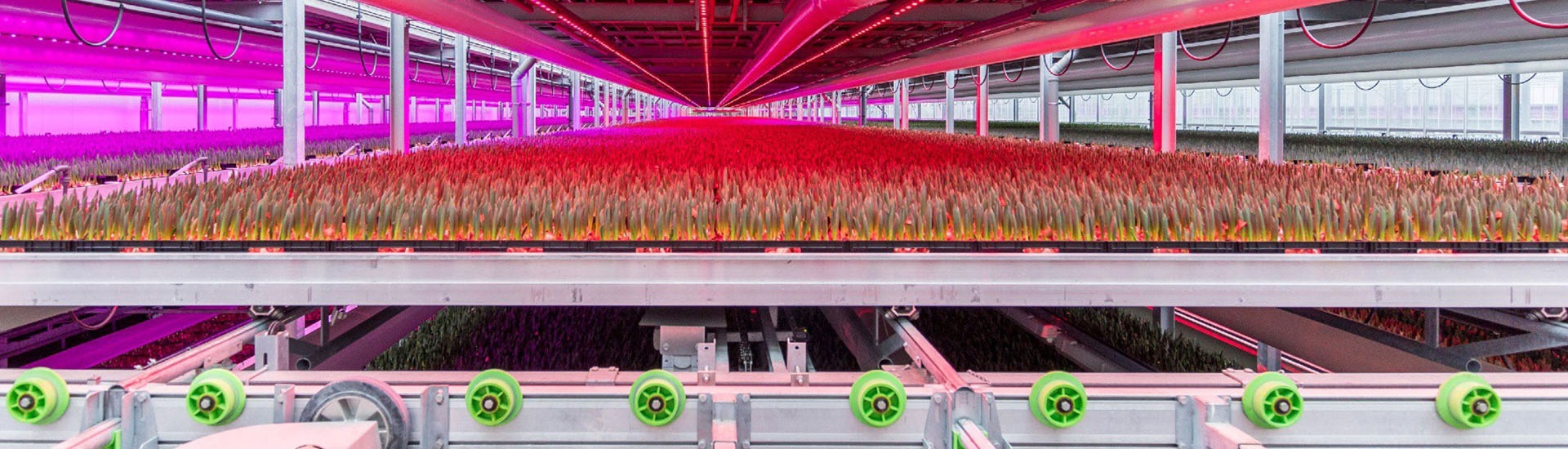 KG Systems and Technison Main Sponsors of Tulip Day Amsterdam 2026