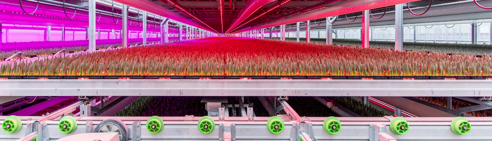 KG Systems and Technison Main Sponsors of Tulip Day Amsterdam 2026