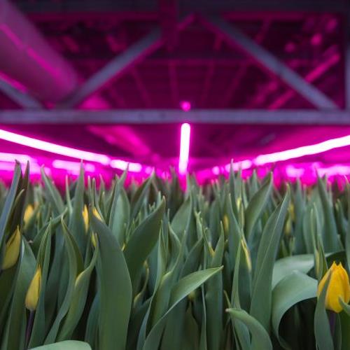 Tulips