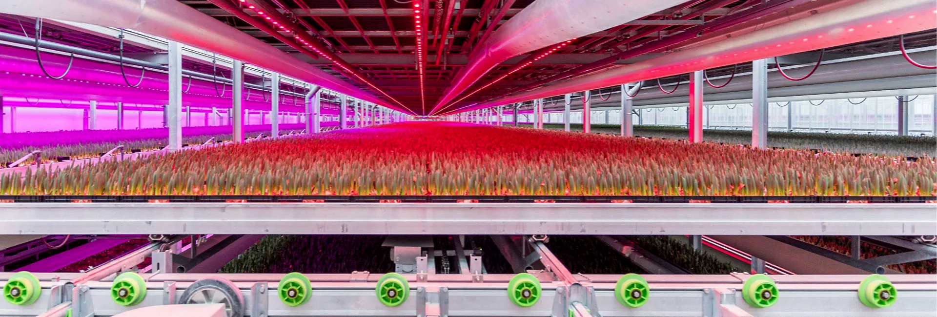 KG Systems and Technison Main Sponsors of Tulip Day Amsterdam 2026