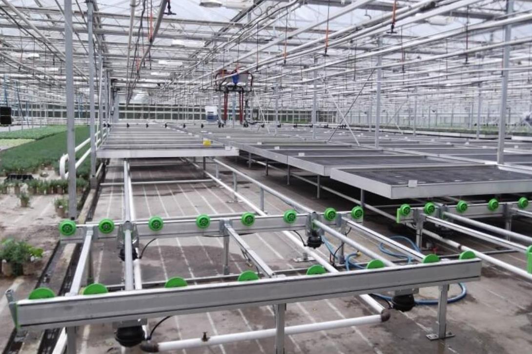 DeVry Greenhouses Ltd. — Saksijske biljke