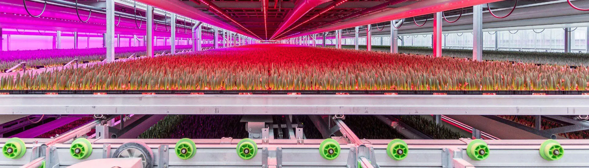KG Systems and Technison Main Sponsors of Tulip Day Amsterdam 2026