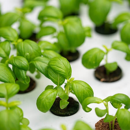Aeroponic Kweektafels