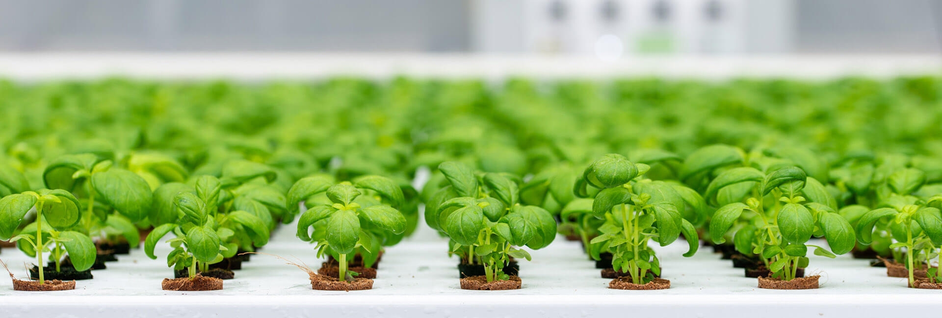 Aeroponic Kweektafels