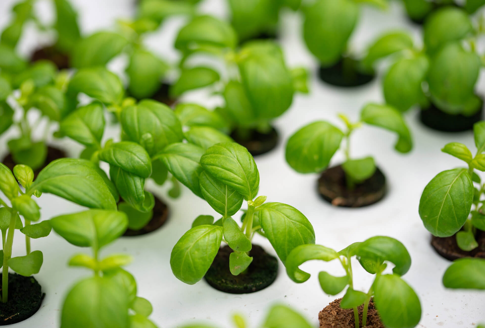 Aeroponic Kweektafels