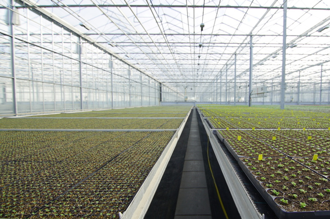 Projekt Niederlande Schneider Young Plants