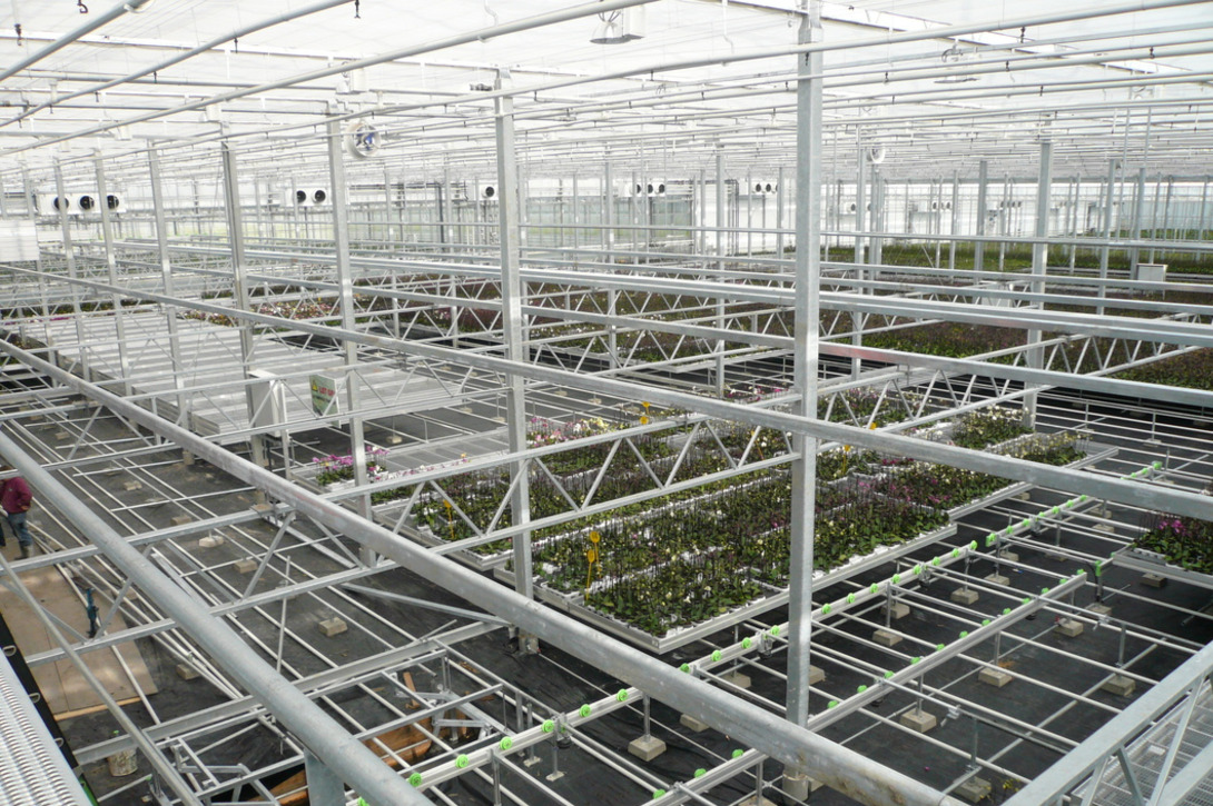 Project Hazeu Orchids Netherlands