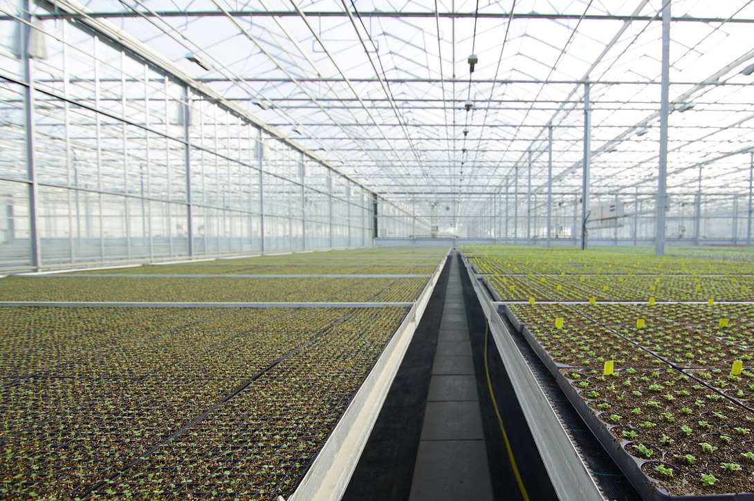 Project Schneider Young Plants